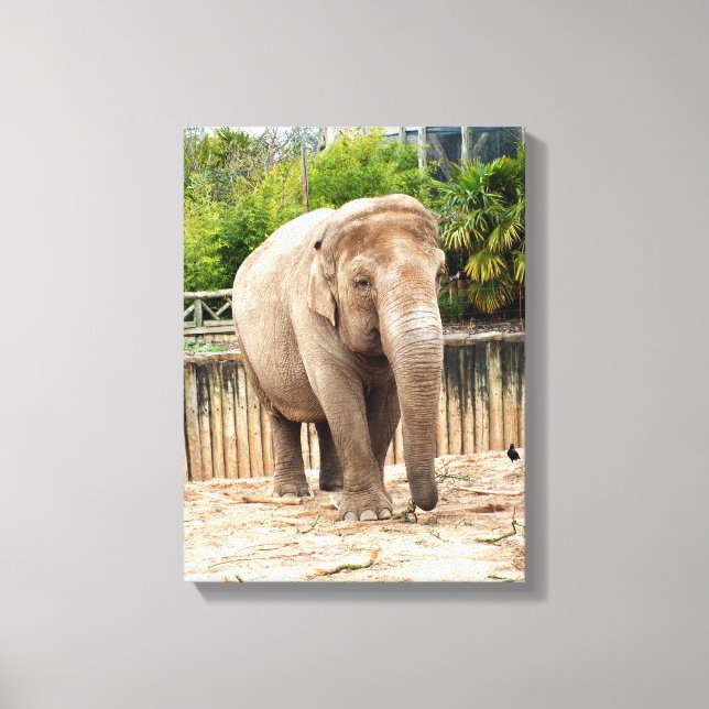 Impressão Em Tela elefante indiano animal (Frente)