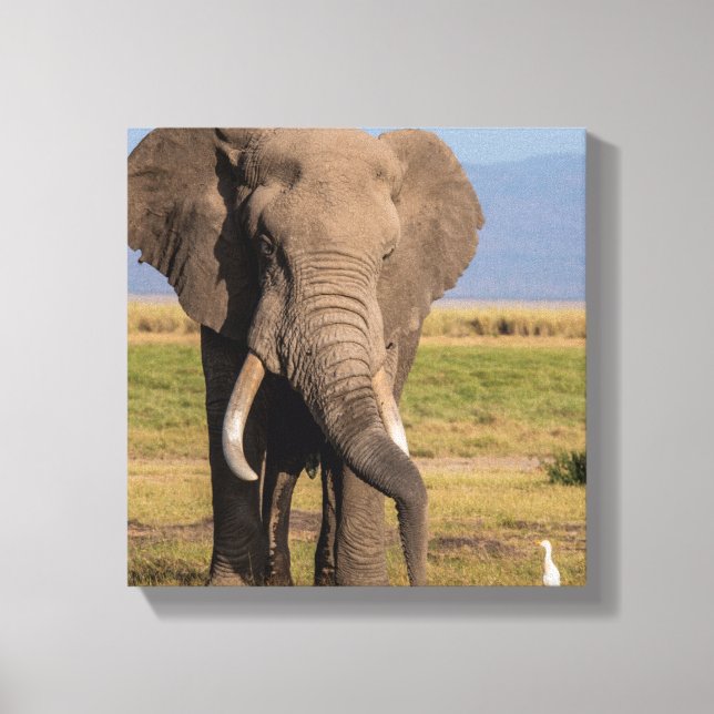 Impressão Em Tela Elefante Procurando (Frente)