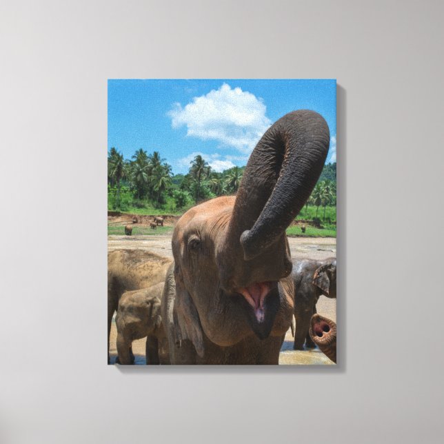 Impressão Em Tela Elefante Sri Lanka (Frente)