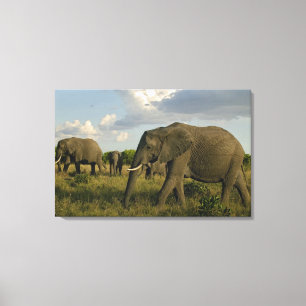 Impressão Em Tela Elefantes africanos pastando, Loxodonta africana,