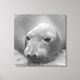 Impressão Em Tela Elephant Seal