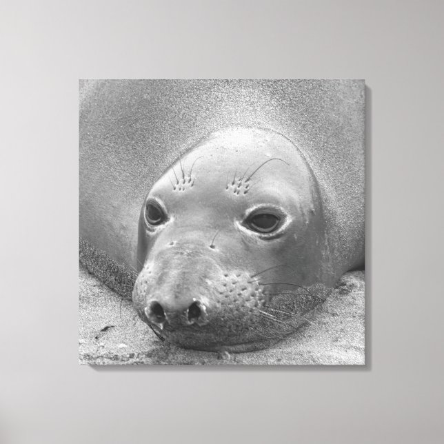 Impressão Em Tela Elephant Seal (Frente)