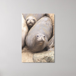 Impressão Em Tela Elephant Seal