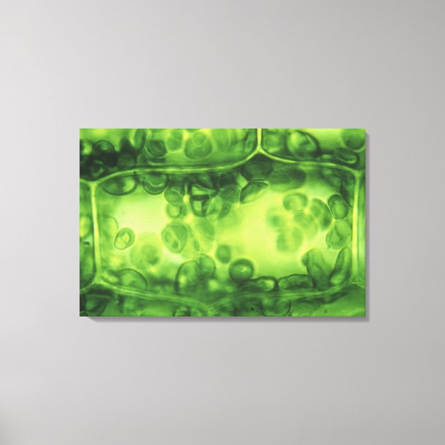 Impressão Em Tela Elodea Planta Celular (Frente)