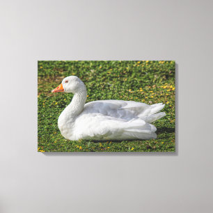 Impressão Em Tela Emden Goose, Lago Roath Park, Cardiff, Gales.