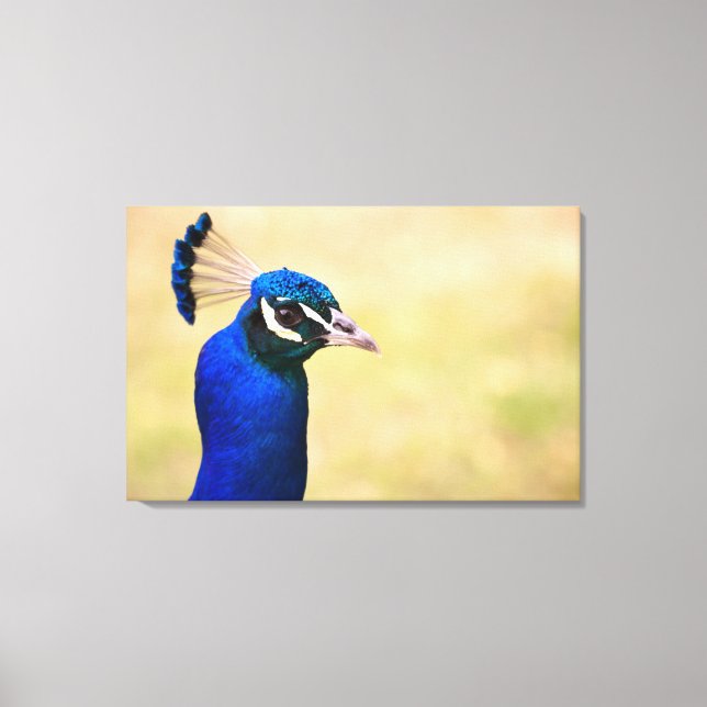 Impressão Em Tela Encerramento de um pavão 3 (Frente)
