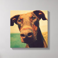 Encerramento engraçado de um cachorro Doberman Nat