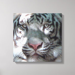 Impressão Em Tela Encontro branco do tigre