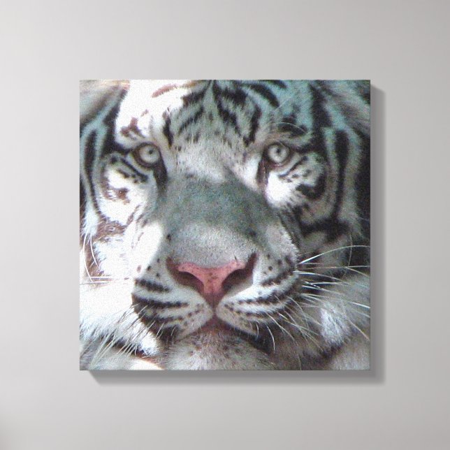 Impressão Em Tela Encontro com o Tigre Branco (Frente)