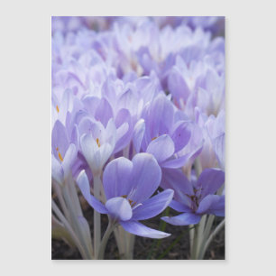 Impressão em Tela Enrolada de Crocus