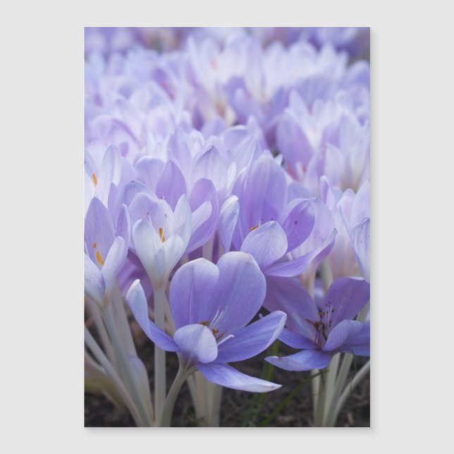 Impressão em Tela Enrolada de Crocus (Frente)