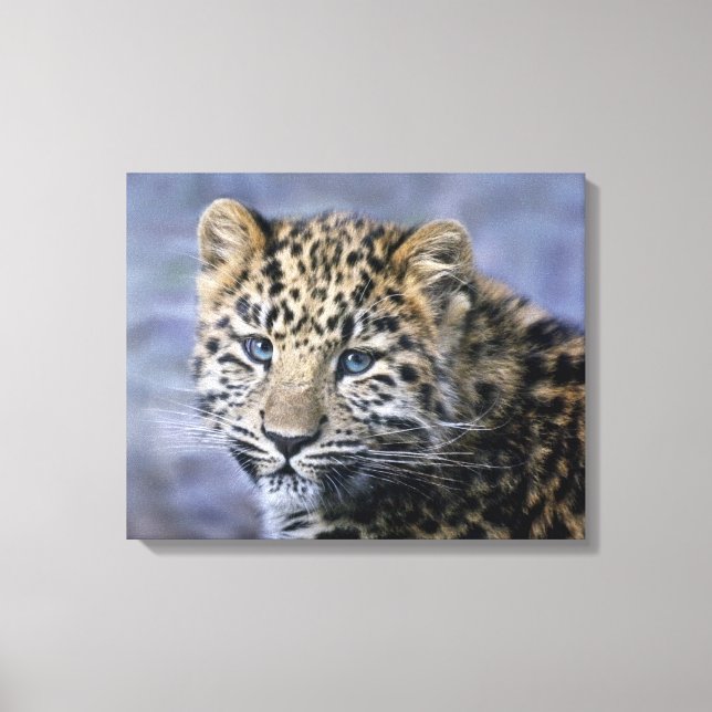 Impressão em Tela Enrolada de Filhote de Leopardo (Frente)
