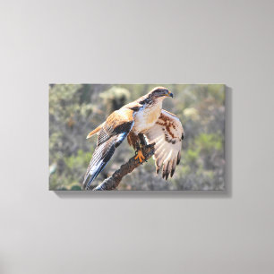 Impressão Em Tela Envoltório das canvas: Falcão Ferruginous