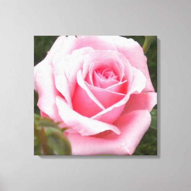 Impressão em Tela Envolvida de Rosa Rosa (Frente)