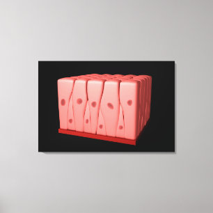 Impressão Em Tela Epitélio Columnar de Pseudostratified