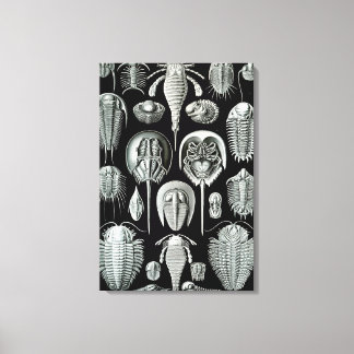 Impressão Em Tela Ernst Haeckel Aspidonia