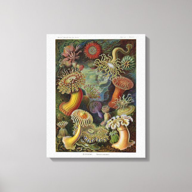 Impressão Em Tela Ernst Haeckel Sea Anemones (Frente)