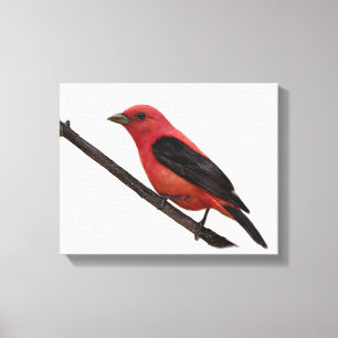 Impressão Em Tela Escarlate de Tanager no ramo