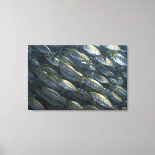 Impressão Em Tela Escola de jaques amarelos (Carangoides)