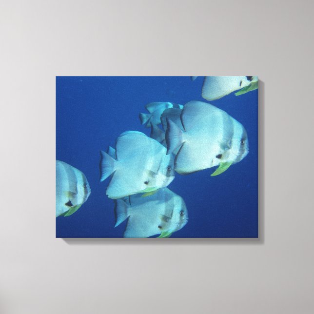 Impressão Em Tela Escola de Peixe (Frente)
