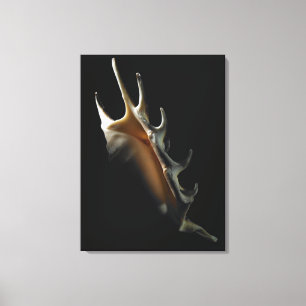Impressão Em Tela Escudo do Conch
