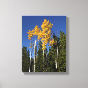 Impressão Em Tela Esplendor de outono nas árvores de Aspen