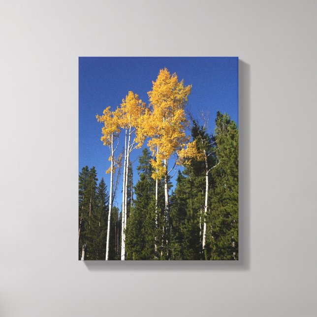 Impressão Em Tela Esplendor de outono nas árvores de Aspen (Frente)