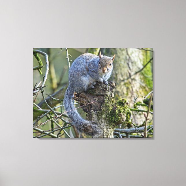 Impressão Em Tela Esquilo (Frente)