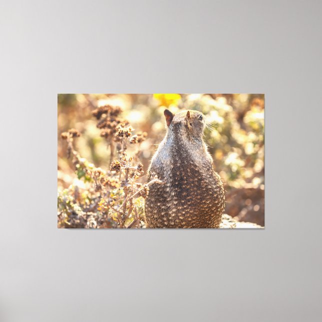 Impressão Em Tela Esquilo de terra (Frente)