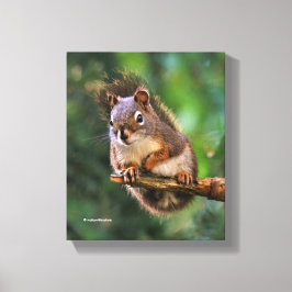 Impressão Em Tela Esquilo Vermelho Atrevido no Abeto
