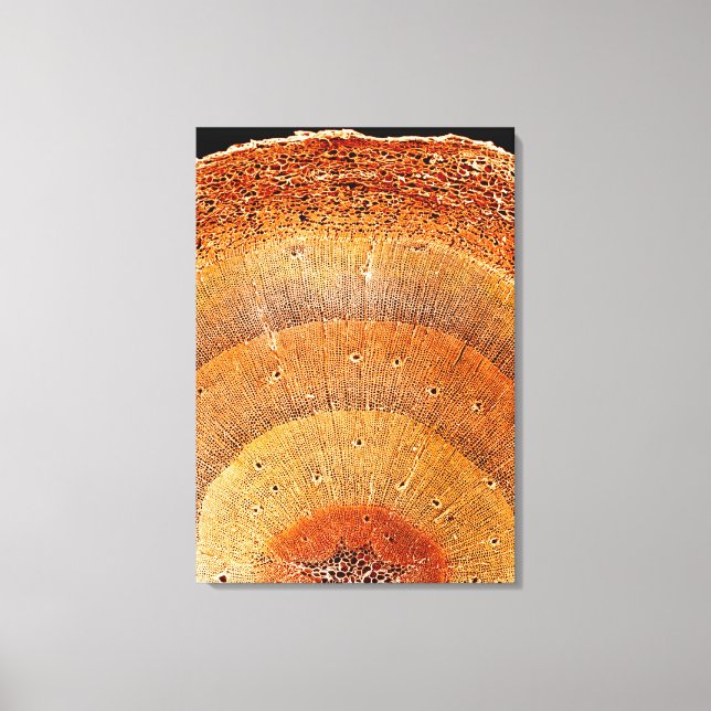 Impressão Em Tela Esta seção de pínus mostra a epiderme (Frente)