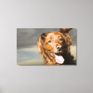 Impressão Em Tela Este cão é retriever. dourado da parte