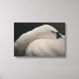Impressão em Tela Esticada de Cisne-da-tundra dorm