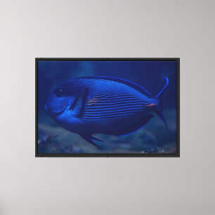 Impressão em Tela Esticada de Peixe Tropical Azul