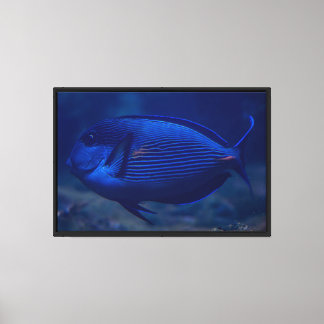 Impressão em Tela Esticada de Peixe Tropical Azul