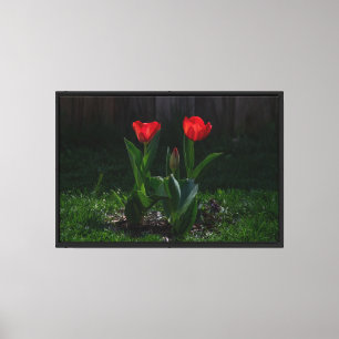 Impressão em Tela Esticada de Tulipas Vermelhas