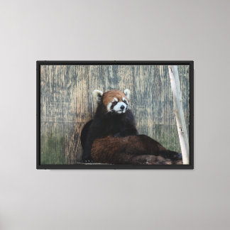 Impressão em tela esticada do panda vermelho