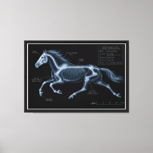 Impressão Em Tela Estudo de Movimento em Raio-X de Cavalo em Galope