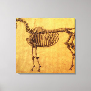 Impressão Em Tela Estudo terminado para a primeira mesa esqueletal