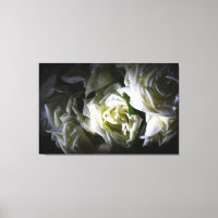 Ethereal Shadows: White Roses in Chiaroscuro