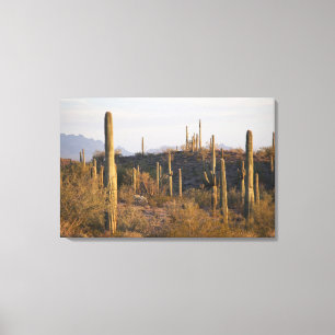 Impressão Em Tela EUA, Arizona, Deserto de Sonora, Ajo, Ajo 2
