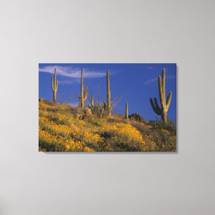 Impressão Em Tela EUA, Arizona, Organ Pipe Cactus National 2