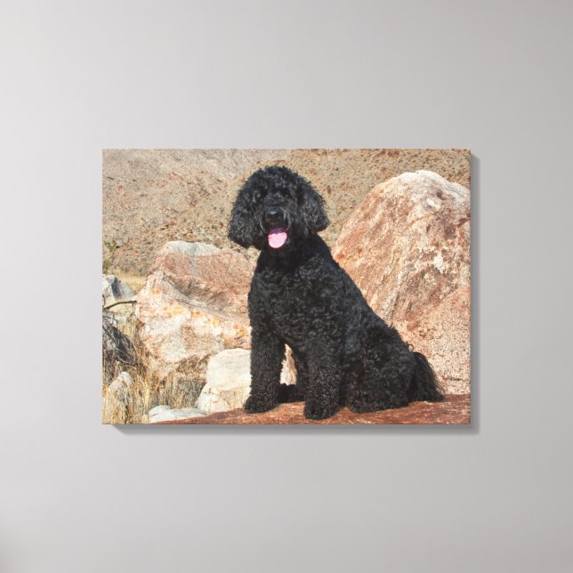 Impressão Em Tela EUA, Califórnia. Cuidados com Labradoodle (Frente)