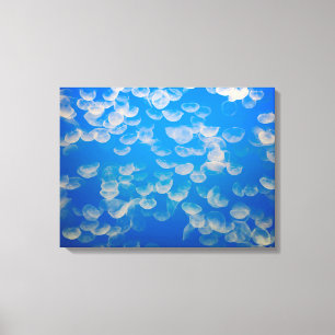 Impressão Em Tela EUA, Califórnia. Medusa na baía de Monterey