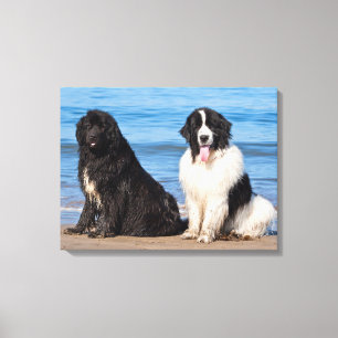 Impressão Em Tela EUA, Califórnia. Newfoundlands Sentados