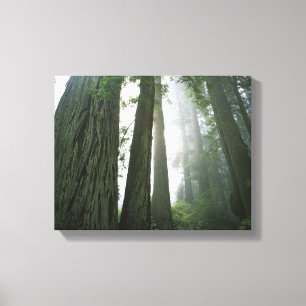 Impressão Em Tela EUA, Califórnia, Parque Nacional Redwood.