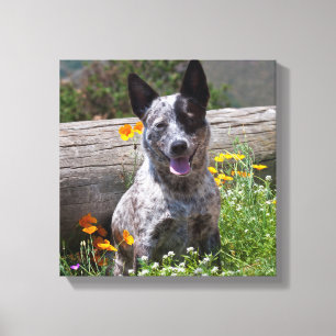 Impressão Em Tela EUA, Califórnia. Queensland Healer Sentado 2