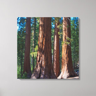 Impressão Em Tela EUA, Califórnia. Troncos de Árvores Redwood, Marip