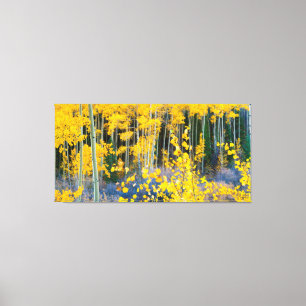 Impressão Em Tela EUA, Colorado. Aspas Amarelas Brilhantes Em Rochos