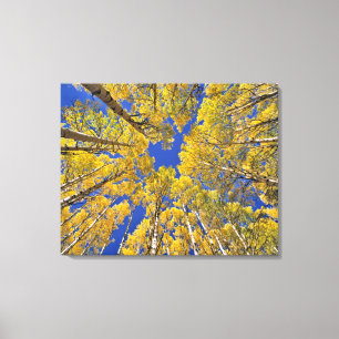 Impressão Em Tela EUA, Colorado, região de Aspen. Floresta de Aspen